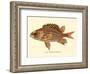 Alaihi (Holocentrus Diadema) - Hawaiian Squirrel Fish - from Fishes of Hawaii-Pacifica Island Art-Framed Art Print