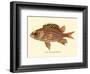 Alaihi (Holocentrus Diadema) - Hawaiian Squirrel Fish - from Fishes of Hawaii-Pacifica Island Art-Framed Art Print