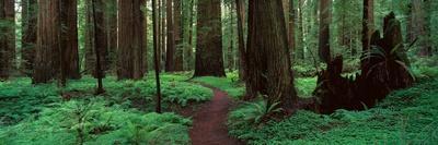 Redwoods Path-Alain Thomas-Framed Premier Image Canvas