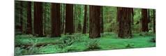Photographic Print
