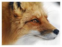Red Fox-Alain Turgeon-Framed Photographic Print