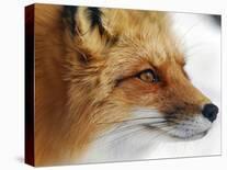 Foxy Lady-Alain Turgeon-Photographic Print