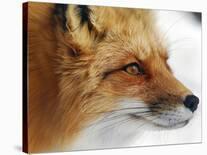 Red Fox-Alain Turgeon-Stretched Canvas