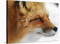Foxy Lady-Alain Turgeon-Framed Premier Image Canvas