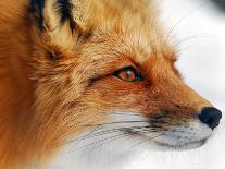 Red Fox-Alain Turgeon-Stretched Canvas