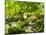 Alameda Gardens, Gibraltar, Europe-Giles Bracher-Mounted Photographic Print