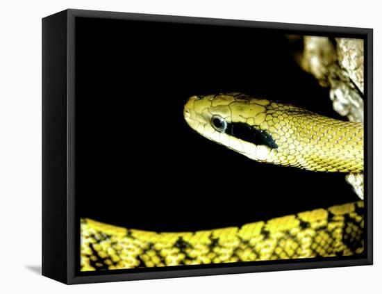 Alameda Whipsnake-Victor Habbick-Framed Premier Image Canvas