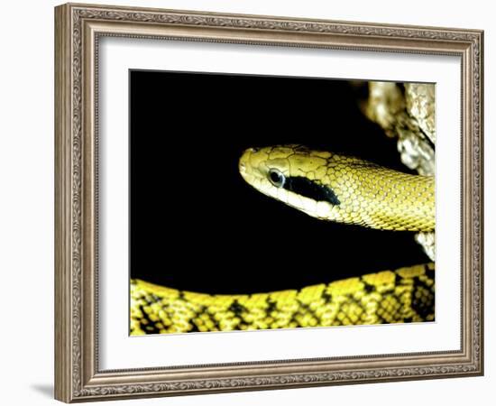 Alameda Whipsnake-Victor Habbick-Framed Photographic Print