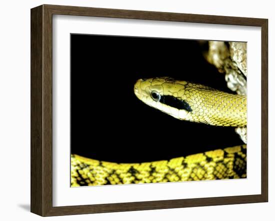 Alameda Whipsnake-Victor Habbick-Framed Photographic Print