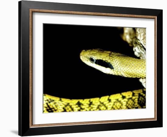 Alameda Whipsnake-Victor Habbick-Framed Photographic Print