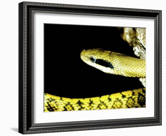 Alameda Whipsnake-Victor Habbick-Framed Photographic Print