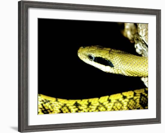 Alameda Whipsnake-Victor Habbick-Framed Photographic Print