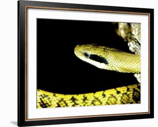 Alameda Whipsnake-Victor Habbick-Framed Photographic Print