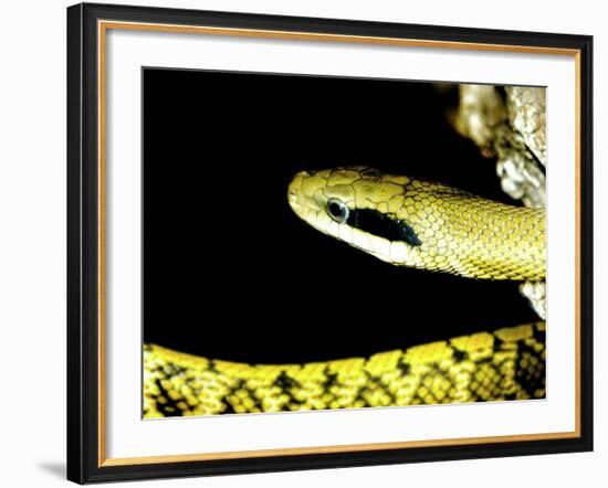 Alameda Whipsnake-Victor Habbick-Framed Photographic Print