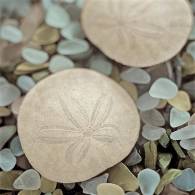 Sand Dollar Set of 12 Real Sand Dollars 2 1/2 to 3 Sand Dollar