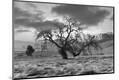 Photographic Print