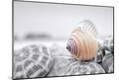 Premium Photographic Print
