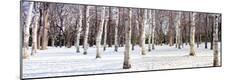 Premium Photographic Print