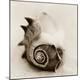Premium Photographic Print