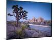 Photographic Print