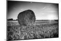 Photographic Print