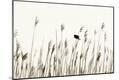 Premium Photographic Print