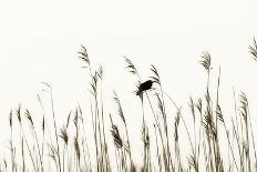 Bird in the Grass 2-Alan Hausenflock-Photographic Print