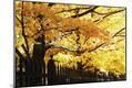Photographic Print