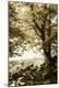 Photographic Print