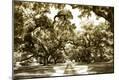 Photographic Print