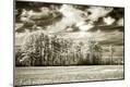 Photographic Print