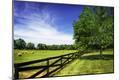 Photographic Print