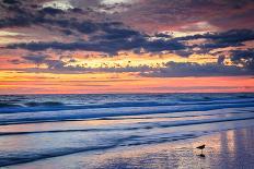 Gulls on the Shore II-Alan Hausenflock-Photo