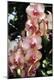Premium Photographic Print