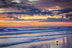 Gulls on the Shore II-Alan Hausenflock-Photo