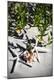 Premium Photographic Print