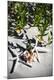 Photographic Print