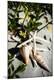 Premium Photographic Print