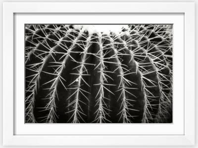 Black & White Cactus Photography: Prints and Wall Art | Art.com
