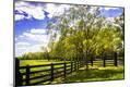 Photographic Print