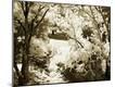 Photographic Print