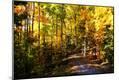 Photographic Print