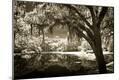 Photographic Print