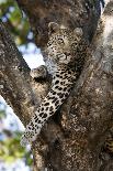 Leopard Resting in Fork of Tree-Alan J. S. Weaving-Photographic Print