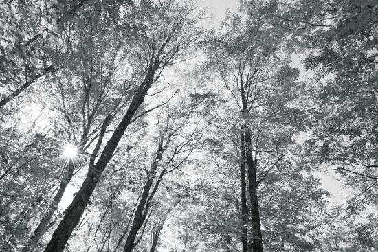 Photo, , large