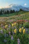 Sunrise over the Skagit Valley Tulip Fields, Washington State-Alan Majchrowicz-Photographic Print