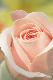 Premium Photographic Print