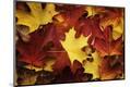 Premium Photographic Print