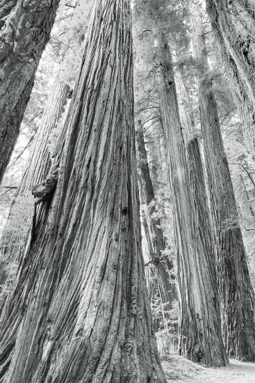 Photo, , large