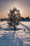 Norwegian Pine Tree high on the Finnmark Plateau in snow backlit by the sun at sunset in winter-Alan Novelli-Photographic Print